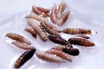 যুক্তরাষ্ট্রে মানুষের শরীরের মাংসখেকো পরজীবী শনাক্ত, আক্রান্ত ২