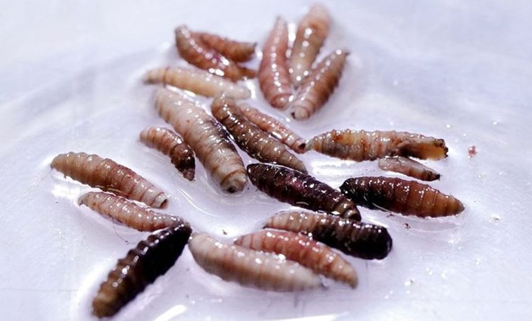 যুক্তরাষ্ট্রে মানুষের শরীরের মাংসখেকো পরজীবী শনাক্ত, আক্রান্ত ২