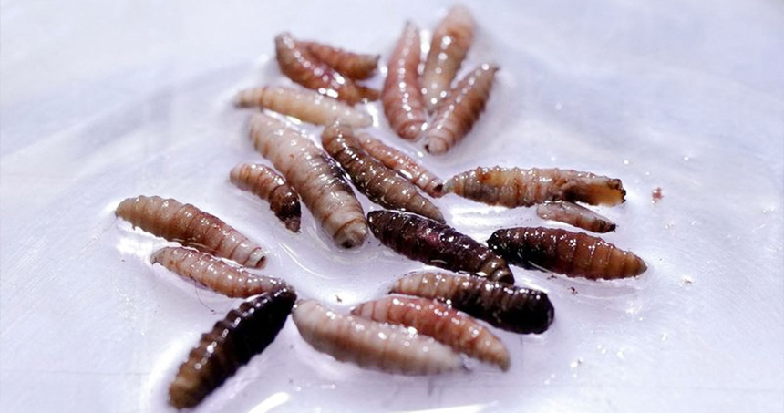 যুক্তরাষ্ট্রে মানুষের শরীরের মাংসখেকো পরজীবী শনাক্ত, আক্রান্ত ২