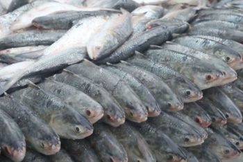 কলকাতার বাজারে কেজি প্রতি ইলিশের দাম ১৭০০ টাকা; ঢাকায় ২ হাজার