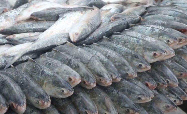 কলকাতার বাজারে কেজি প্রতি ইলিশের দাম ১৭০০ টাকা; ঢাকায় ২ হাজার