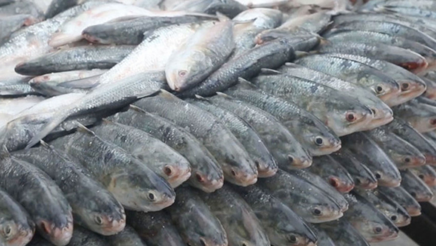 কলকাতার বাজারে কেজি প্রতি ইলিশের দাম ১৭০০ টাকা; ঢাকায় ২ হাজার