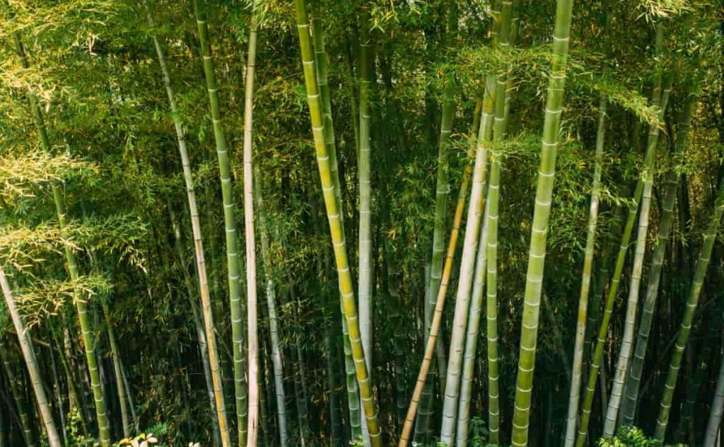 আজ বিশ্ব বাঁশ দিবস