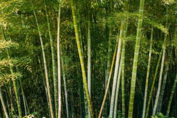 আজ বিশ্ব বাঁশ দিবস