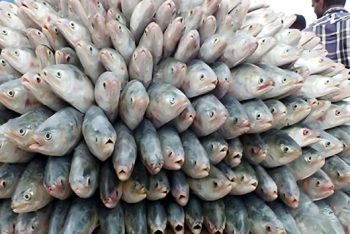 বাংলাদেশ থেকে ভারতে ইলিশ রপ্তানির অনুমতি পেল ৩৭ প্রতিষ্ঠান