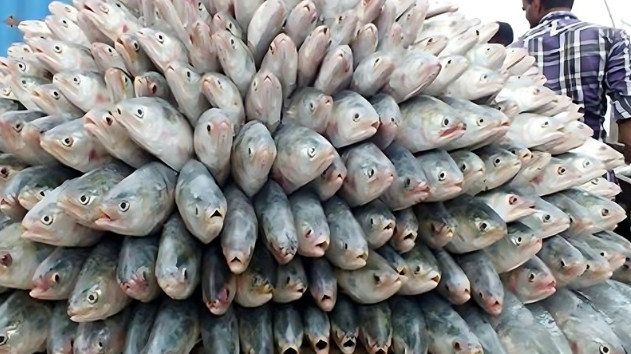 বাংলাদেশ থেকে ভারতে ইলিশ রপ্তানির অনুমতি পেল ৩৭ প্রতিষ্ঠান