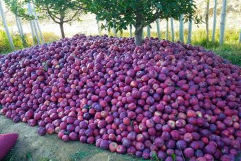 প্রথমবারের মতো রাশিয়ায় আপেল রপ্তানি শুরু করেছে আফগানিস্তান; প্রথম চালানে ৫০ টন