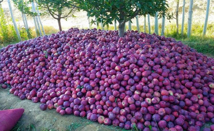 প্রথমবারের মতো রাশিয়ায় আপেল রপ্তানি শুরু করেছে আফগানিস্তান; প্রথম চালানে ৫০ টন