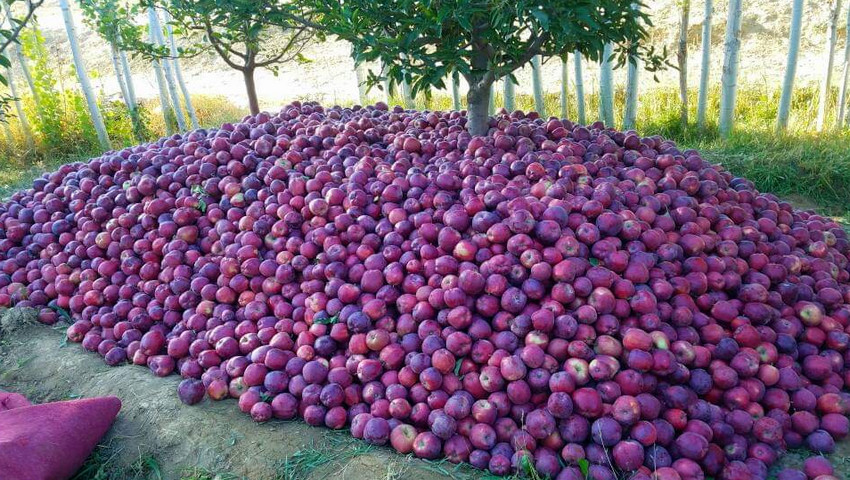 প্রথমবারের মতো রাশিয়ায় আপেল রপ্তানি শুরু করেছে আফগানিস্তান; প্রথম চালানে ৫০ টন