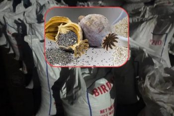 পাখির খাদ্যের আড়ালে পাকিস্তান থেকে এল আমদানি নিষিদ্ধ পপি বীজ
