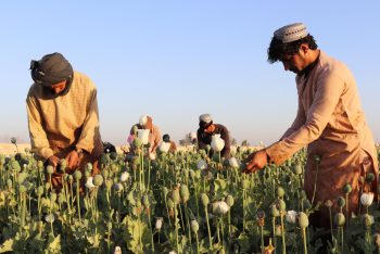 চলতি বছরে আফগানিস্তানে আফিম চাষ কমেছে ২০ শতাংশ : জাতিসংঘ