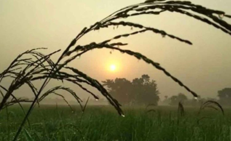 শীত নিয়ে নতুন বার্তা দিলো আবহাওয়া অফিস