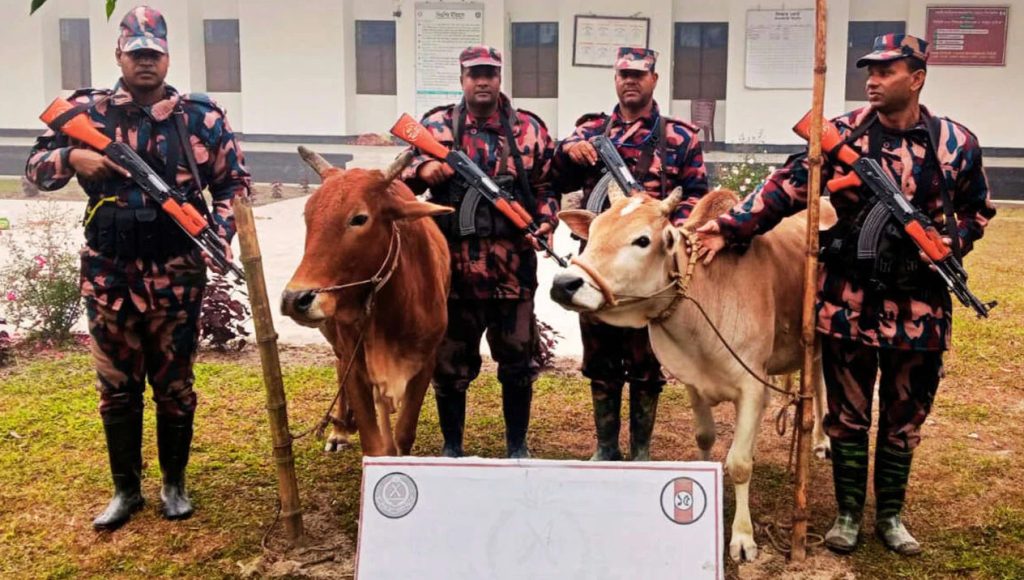 সীমান্তে বিশেষ অভিযান; ভারতীয় গরুসহ চোরাই পণ্য জব্দ