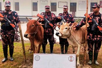 সীমান্তে বিশেষ অভিযান; ভারতীয় গরুসহ চোরাই পণ্য জব্দ