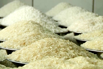 ভারত থেকে ৫০ হাজার মেট্রিক টন চাল আমদানি করবে সরকার: অর্থ উপদেষ্টা