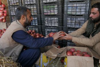 ইতোমধ্যে ৯টি দেশে ২৩ হাজার টন ডালিম রপ্তানি করেছে আফগানিস্তান