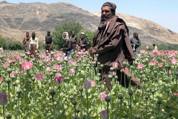 চলতি মৌসুমে ১ লাখ ৫৮ হাজার টনের বেশি তুলা উৎপাদন করেছে আফগানিস্তান