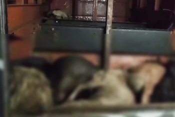 পশুর প্রতি নিষ্ঠুরতা: বাসের বক্সে দম বন্ধ হয়ে প্রাণ গেল ৪৭ ছাগলের