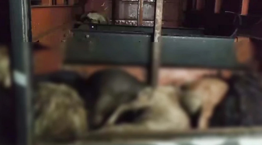 পশুর প্রতি নিষ্ঠুরতা: বাসের বক্সে দম বন্ধ হয়ে প্রাণ গেল ৪৭ ছাগলের