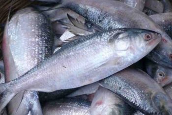 ভারতে ইলিশ রপ্তানির বিষয়ে সিদ্ধান্ত নেবেন প্রধানমন্ত্রী: মৎস্য ও প্রাণিসম্পদ মন্ত্রী