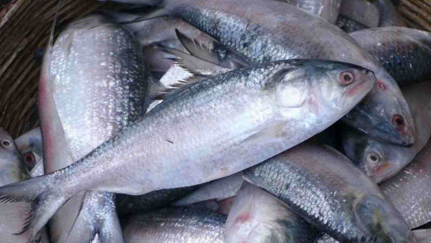 ভারতে ইলিশ রপ্তানির বিষয়ে সিদ্ধান্ত নেবেন প্রধানমন্ত্রী: মৎস্য ও প্রাণিসম্পদ মন্ত্রী