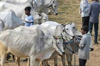 পশ্চিমবঙ্গে গরু ব্যবসায়ীদের মাথায় হাত