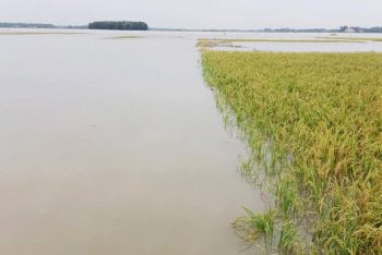 পানিতে ধান তলিয়ে যাওয়ায় স্ট্রোক করে মারা গেলেন কৃষক