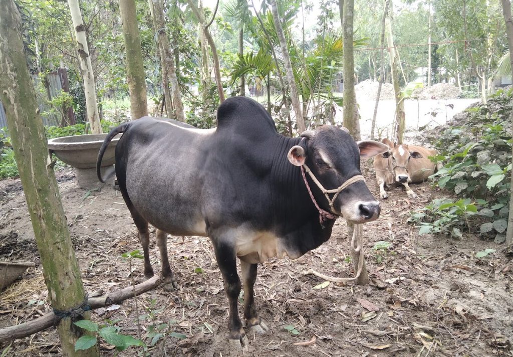 এবার পশ্চিমবঙ্গে প্রকাশ্যে গরু জবাই নিষিদ্ধ; জারি হলো নতুন নিয়ম