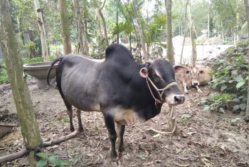 এবার পশ্চিমবঙ্গে প্রকাশ্যে গরু জবাই নিষিদ্ধ; জারি হলো নতুন নিয়ম