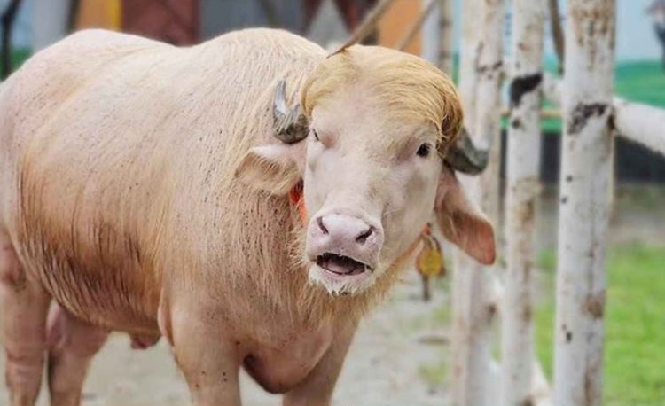 এবার কোরবানির অপেক্ষায় ‘ডোনাল্ড ট্রাম্প’