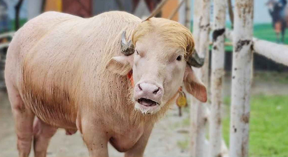 এবার কোরবানির অপেক্ষায় ‘ডোনাল্ড ট্রাম্প’