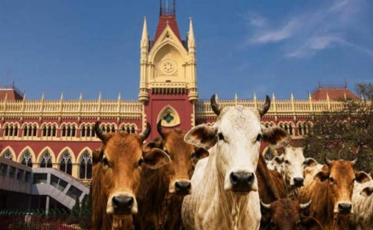 গরু কোরবানি ঈদুল আজহার অংশ নয়: কলকাতা হাইকোর্ট