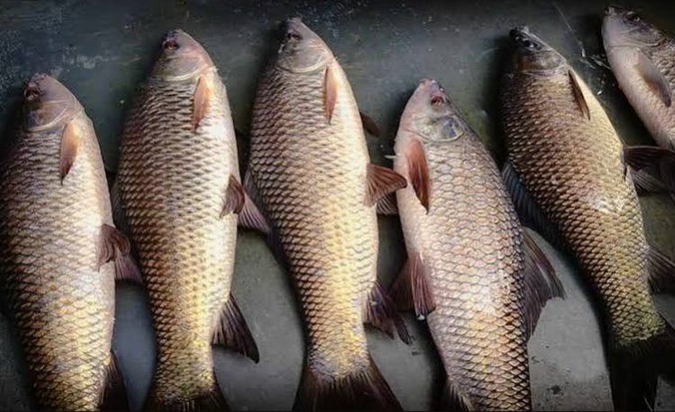 মাছ উৎপাদনে বিশ্বসেরা পাঁচে বাংলাদেশ, শীর্ষে কোন দেশ?
