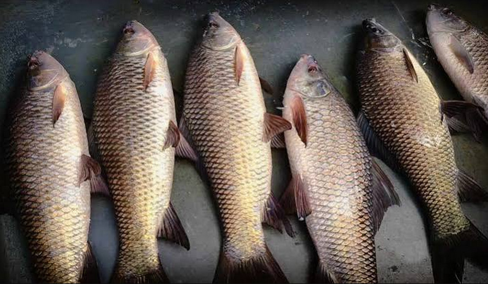মাছ উৎপাদনে বিশ্বসেরা পাঁচে বাংলাদেশ, শীর্ষে কোন দেশ?