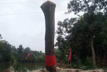 কেটে ফেলার পর ‘উঠে দাঁড়াল গাছ’, আগরবাতি-মোমবাতি নিয়ে মানুষের ভিড়