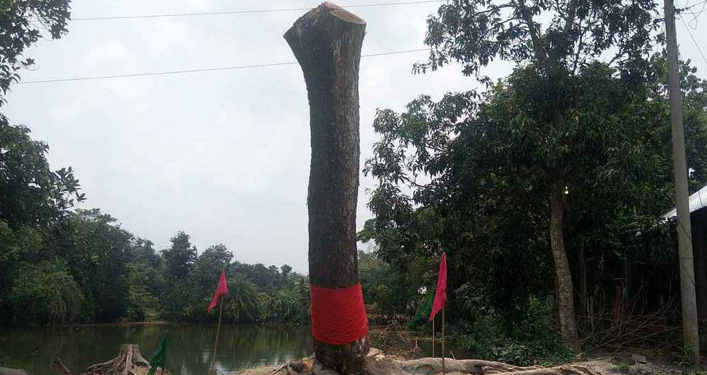 কেটে ফেলার পর ‘উঠে দাঁড়াল গাছ’, আগরবাতি-মোমবাতি নিয়ে মানুষের ভিড়