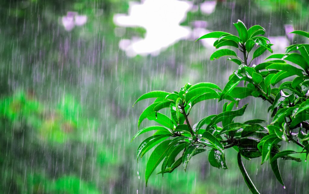 আজ বর্ষার প্রথম দিন : আষাঢ়ের দুয়ারে কড়া নাড়ছে বৃষ্টি