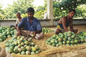 জাপানের পর নেপালেও ভারতীয় আম নিষিদ্ধ