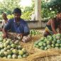 জাপানের পর নেপালেও ভারতীয় আম নিষিদ্ধ