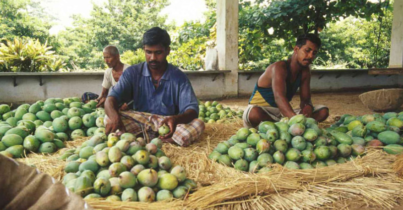জাপানের পর নেপালেও ভারতীয় আম নিষিদ্ধ
