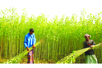 বাংলাদেশি পাটপণ্যে অতিরিক্ত শুল্ক আরোপ করল ভারত